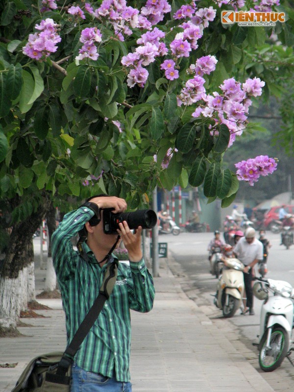 Ngam hoa bang lang no ruc ro pho phuong Ha Noi-Hinh-5